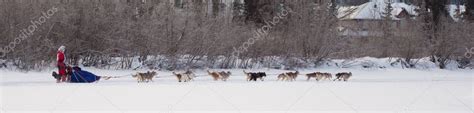 pictures dogs pulling sleds dog team pulling sled stock photo
