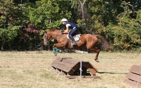 maple ridge sport horses horse training