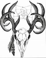 Deer Skull Drawing Tail Whitetail Getdrawings sketch template