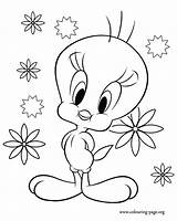 Pages Coloring Tweety Bird Baby Clipart Library Printable Kids Size sketch template