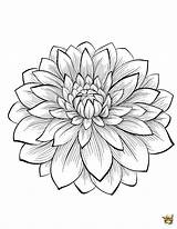 Dahlia Flower Drawing Line Coloring Sketch Pages Drawings Fleurs Color Paintingvalley Getcolorings Sketches sketch template