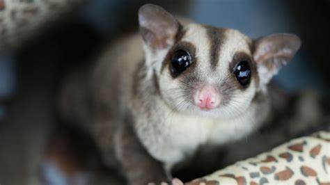 sugar gliders   insanely adorable pets   knew  needed