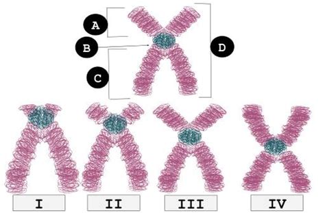 Cromosomas Qué Son Los Cromosomas Y Por Qué Son Importantes
