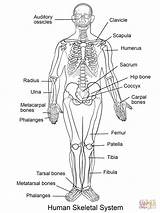 Coloring System Human Pages Skeletal Body Printable Anatomy Systems Kids Diagram Nursing Skeleton Circulatory sketch template