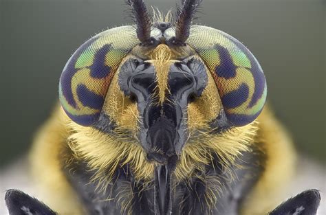 close  shots  tropical bugs  beautifully frightening wired
