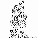 Delphinium Coloring Flower Flowers Online Pages Color Thecolor Plant Drawings 74kb 560px sketch template