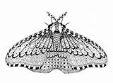 Pens Gel Moth Zentangles sketch template