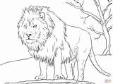 Lion Coloring Pages Para Printable African Animal Colorir Supercoloring Adult Leão Jungle Male sketch template