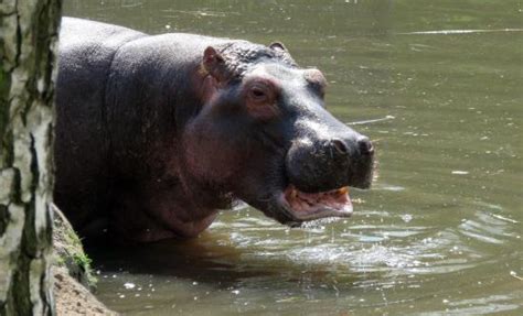 nijlpaard foto van beekse bergen safari park tilburg tripadvisor