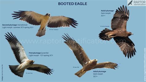 booted eagle raptor identification  complete raptors guide