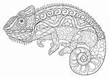 Adult Chameleon Chameleons sketch template