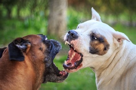 recognize true dog aggression