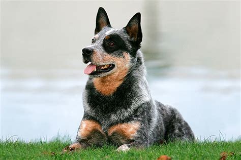 australian kelpie blue heeler mix peacecommissionkdsggovng