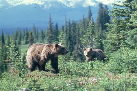 grizzly bear alberta wilderness association