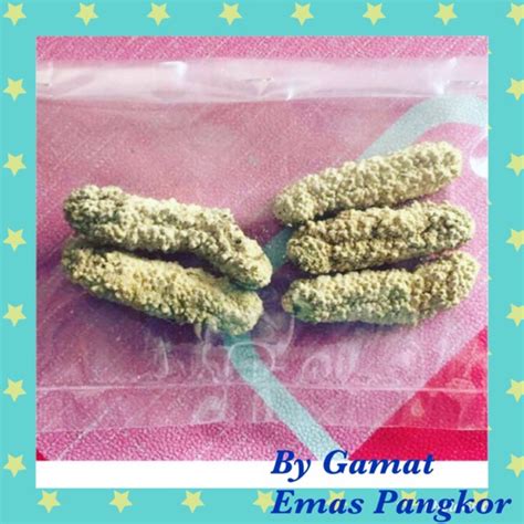 Gamat Emas Kering Ibu Gamat 15 Or 25 Pieces Shopee Malaysia