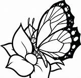 Butterfly Coloring Wings Pages Getdrawings sketch template