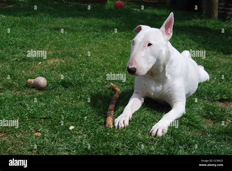 english white terrier fotos und bildmaterial  hoher aufloesung alamy