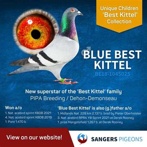 direct children blue  kittel  sangers pigeons marcel sangers