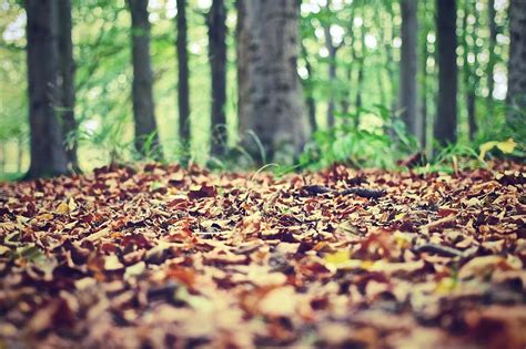forest floor forest nature leaves foliage floor trees autumn
