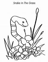 Coloring Grass Snake Pages Outline Seagrass Getdrawings Getcolorings sketch template