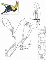 Toucan Coloring Forest Pages Janbrett Cloud Click Subscription Downloads Search sketch template