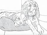 Cavalier King Coloring Charles Dog Spaniels sketch template