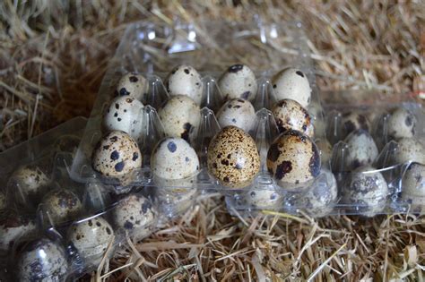 5 Dozen 60 Quail Eggs Chestnut Tree Farm Fresh Quail Eggs Free
