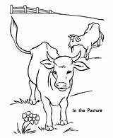 Coloring Cattle sketch template