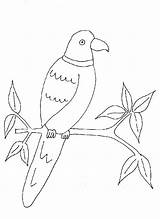 Parrot Kids Coloring Drawing Printable Pages Peacock Various Getdrawings Library Clipart sketch template
