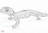 Gecko Leopard sketch template