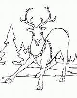 Coloring Reindeer Pages Print Color Christmas Printable Animals sketch template