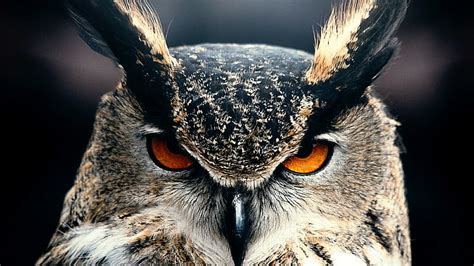 hd wallpaper owl bird face eyes great horned owl beak fauna