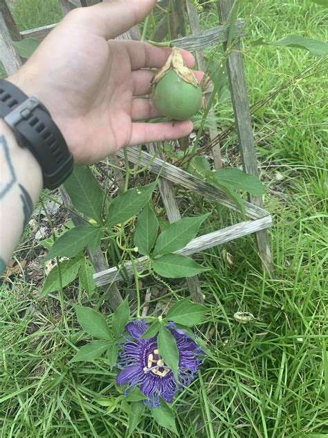 passion flower seed pods   bigger   expected gardening garden diy home flowers