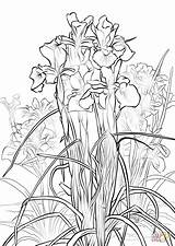 Iris Coloring Pages English Flower Printable Color Colorings Getcolorings Click Designlooter 31kb 1020 1440px Categories sketch template