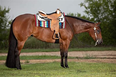 pin  cheryl mcs  horse western pleasure horses beautiful horses american quarter horse