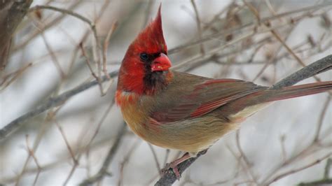 a rare bird indeed a cardinal that s half male half female the new