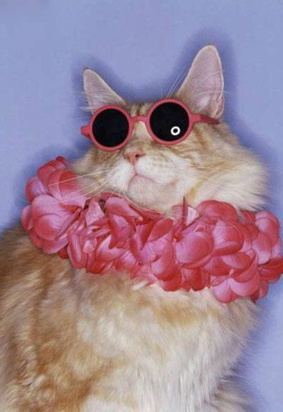 Cute And Funny Cats Wearing Glasses Amo Images Amo Images