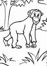 Chimpanzee Coloring Pages Chimp Getcolorings Getdrawings Printable Print sketch template