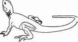 Lizard Wecoloringpage sketch template