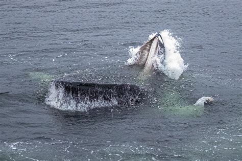 Humpback Whale Lifts Spirits In Struggling Alaska Town