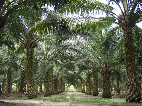 indonesian president announces plan  halt palm oil industry expansion