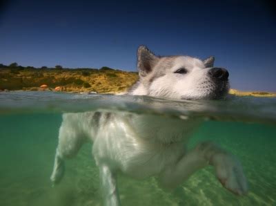 hond leren zwemmen puppy opvoeden