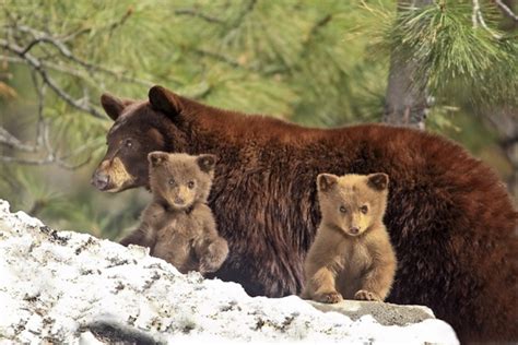 bear cubs and mom teh cute
