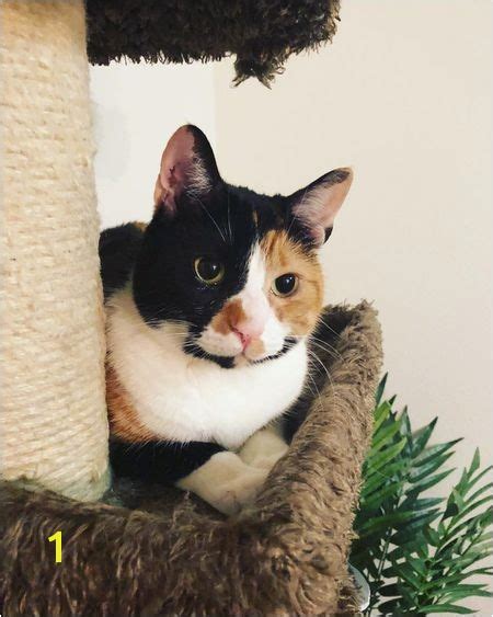 calico cat coloring pages divyajanan