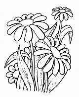 Digi Stamps Daisy Daisies Starry sketch template