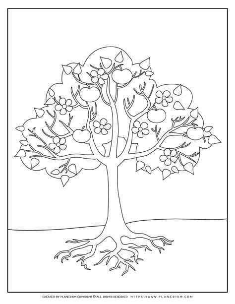 apple tree coloring page planerium
