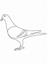 Pigeon Coloring Pages Preschool Sheet Printable Animals Kids sketch template