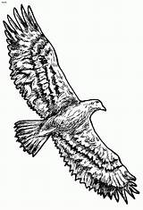 Eagles Aigle Tailed Sheet sketch template