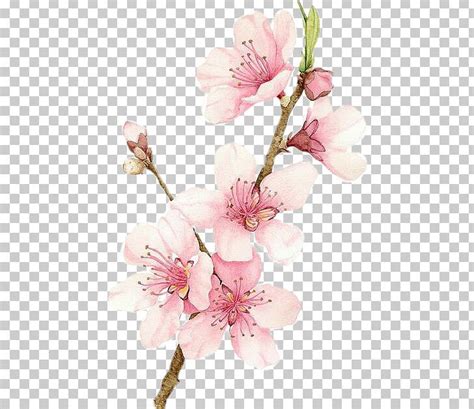 Cherry Blossom Watercolor Painting Drawing Png Clipart