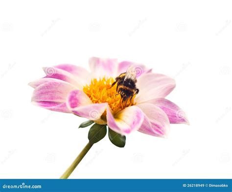 bee  flower stock image image  gardening floral